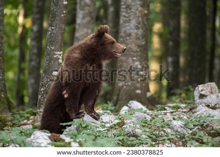 European brown bear (Ursus arctos arctos) upright in forest, Notranjska region, Dinaric Alps, Slovenia Royalty-Free Stock Photo #2380378825