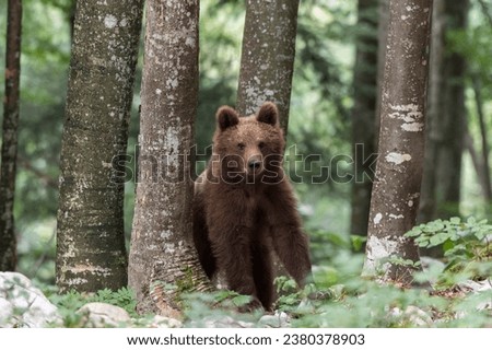 European brown bear (Ursus arctos arctos) young animal in the forest, Notranjska region, Dinaric Alps, Slovenia Royalty-Free Stock Photo #2380378903