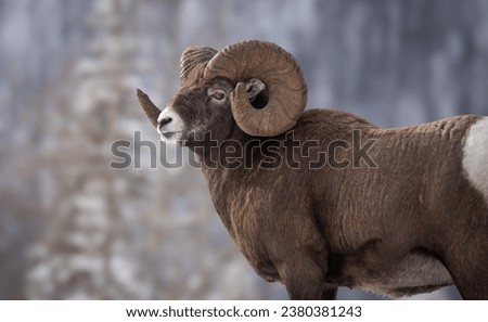 Bighorn sheep in Jasper National Park, Canada  Royalty-Free Stock Photo #2380381243