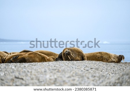 Group of Atlantic Walrus resting on the beach at Torellneset, arctic expedition tourism around Svalbard
