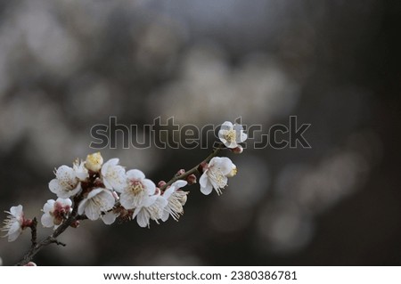 Macro photography of white plum blossoms