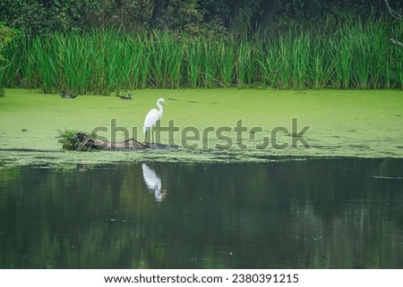Egret bird stands on a fallow tree trunk in a duck weed covered pond and reflected in the water with two wood ducks in the background near the reeds on a summer day