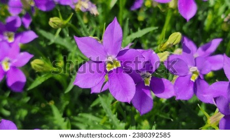 Isotoma Axillaris Fizz N Pop purple flower. Royalty-Free Stock Photo #2380392585