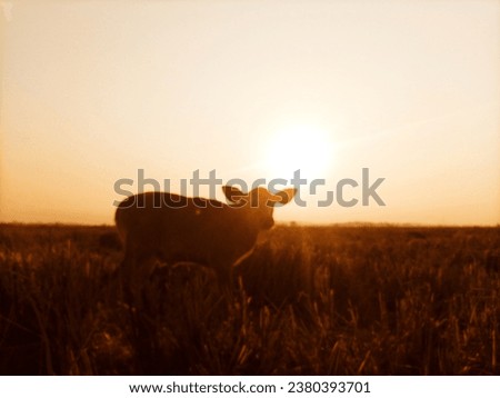 The morning sun shines on the rice fields of a calf in the wide field