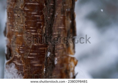 A tree trunk covered with white fluffy snow. Background.
