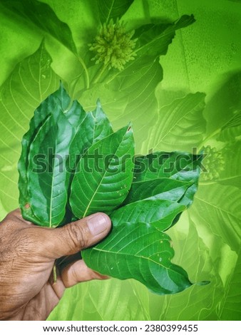 selective focus on green kratom herb leaves and people's hands. there are creamy white seeds with thorny round shape. the background is green and there are pictures of leaves