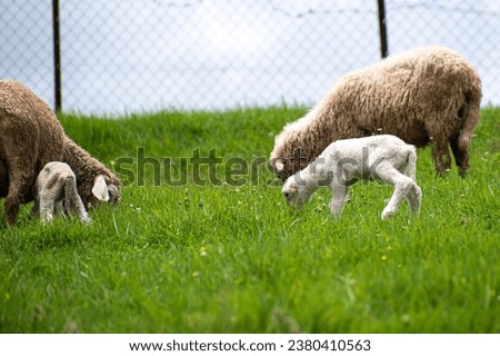 Picture of a baby lamb with it's mother sheep in a sheep farm