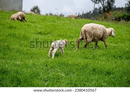 Picture of a baby lamb with it's mother sheep in a sheep farm