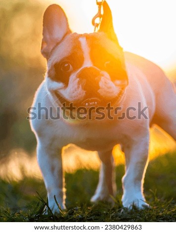 french bulldog puppy funny portrait commercial  funny dog