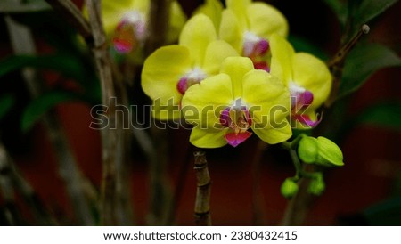 Phalaenopsis amabilis blooming on a tree. The petals are yellow with a pink center, mottled and shades of white.