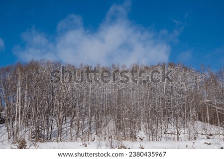 Larch forest and blue sky in winter
