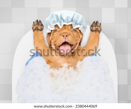 Happy Mastiff puppy wearing shower cap takes the bath at home. Top down view
