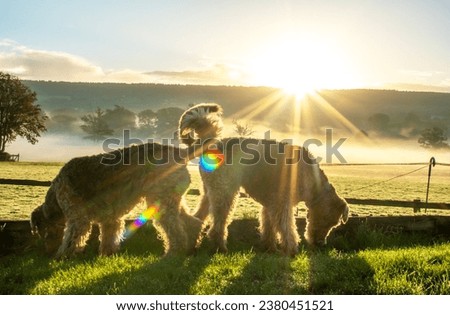 National pet month. Two Airedale Terrier dogs against an early morning sunrise. Lens flare, saturated colors and dark silhouette give this picture magic. Misty fields and orange skies. Spectacular.