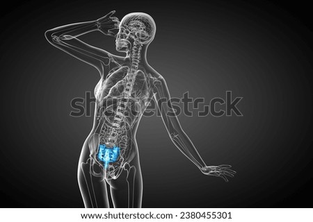 3d render medical illustration of the sacrum bone - side view