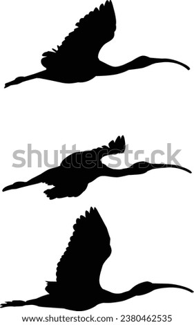 vector collection of birds silhouette