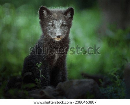 A image of Arctic fox