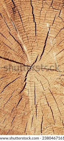Wooden log, cross section, detailed photo.