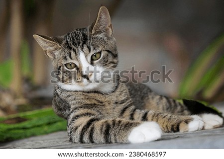 Cat portrait picture in grass while sitting with sharp resolution 