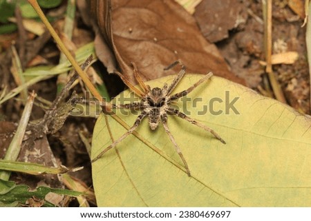 Huntsman spider (Heteropoda sp., Sparassidae) found in both tropical and temperate regions. Heteropoda spiders are nocturnal predators. They typically hunt on the ground, in trees, or in burrows.