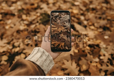 Oak leaves through the phone screen. The girl holds the phone in her hand and takes a picture of the brown autumn leaves of the oak tree. Wallpaper on the screen, screensaver.