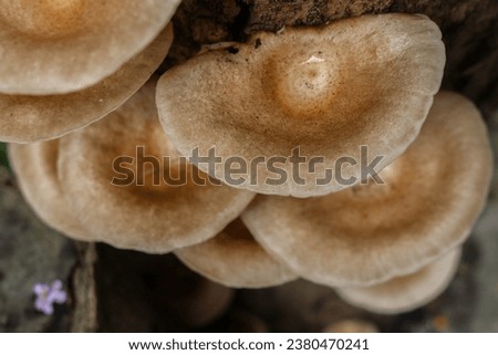 Macro photography of a group of polypores on the bark of a tree in a nearby forest. Large wild mushrooms cling to rotting wood