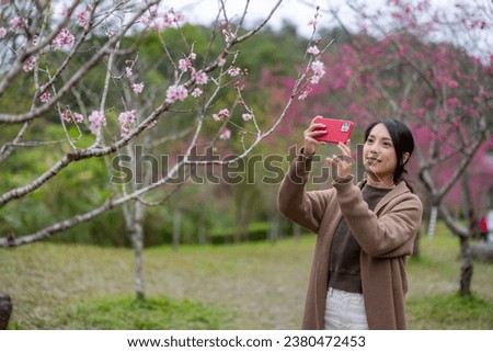 Woman use mobile phone to take photo of sakura tree