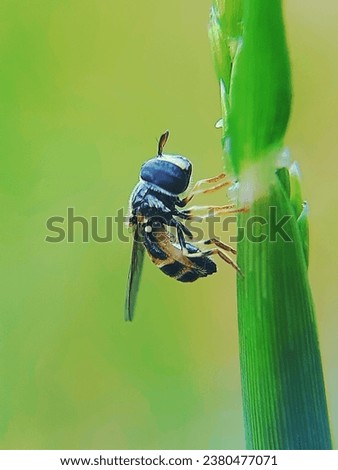 macro photo of a small bee