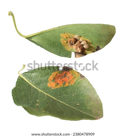 Pear rust (Gymnosporangium sabinae) . Pucciniaceae fungus. Isolated on a white background.