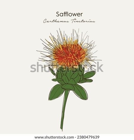 Safflower or Carthamus tinctorius. Ayurvedic herbs, medicines. Ayurveda. Natural herbs. Medicinal herb. Hand drawn botanical vector illustration. Royalty-Free Stock Photo #2380479639