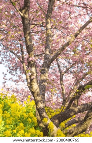 Beautiful pink kawazu zakura cherry blossoms and yellow canola flowers in Nishihirabatake Park, Matsuda, Kanagawa, Japan. Vertical image