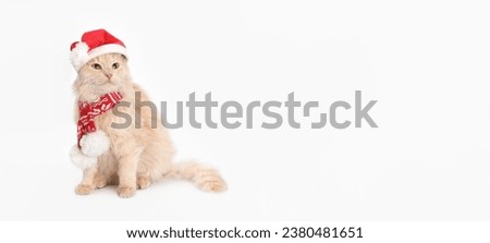 Studio portrait of a white Cat looking at camera against a white background. Funny Cat wearing Santa Claus xmas red cap. Cat with Santa hat. Place for text. Pet. Xmas. Happy New Year. Merry Christmas.