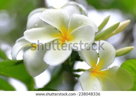 Tiare flower - Vanuatu Royalty-Free Stock Photo #238048336
