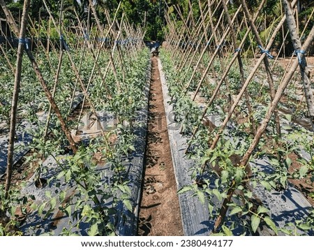 Cultivation of tomato plants in horticultural agriculture that grow well and fresh, vegetables and food crops are planted in horticultural plantations