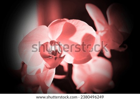 Beautiful flowering orchids, blooming red flowers, floral image, natural background for text red photo