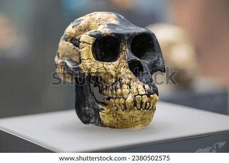 ardipithecus ramidus skull The cranium of Ardipithecus ramidus, an early Pliocene hominoid from Ethiopia, was shown to have a relatively anterior foramen magnum on a short basicranium Royalty-Free Stock Photo #2380502575