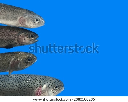 Fishes in one row, on a blue background. Background texture: Trout in an aquarium. Salmon close up, isolated