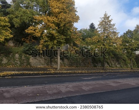 Beautiful picture of nature and trees with different colored foliage, green, yellow, strongly lit by the Sun, early autumn, natural beauty, along an urban avenue completely in the shadow,