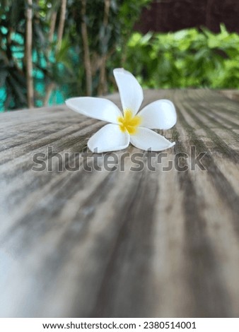 Basically, each flower consists of a floral axis upon which are borne the essential organs of reproduction Royalty-Free Stock Photo #2380514001