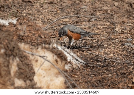 robin bird with a worm