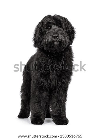 Gorgeous young black Labradoodle dog, standing facing front. Looking straight to camera. Isolated on a white background.