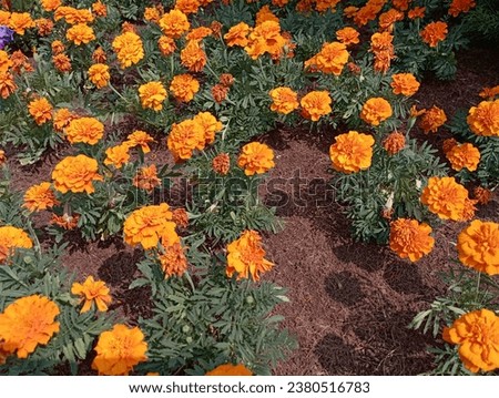 Marigold flowers or Tagetes flowers or chicken dung flowers bloom beautifully in summer
