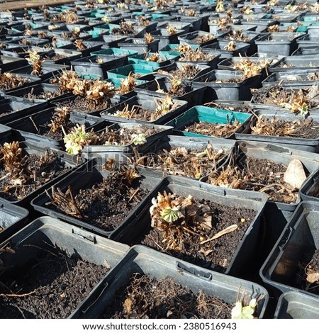 seedling and planting in the ground for crop production