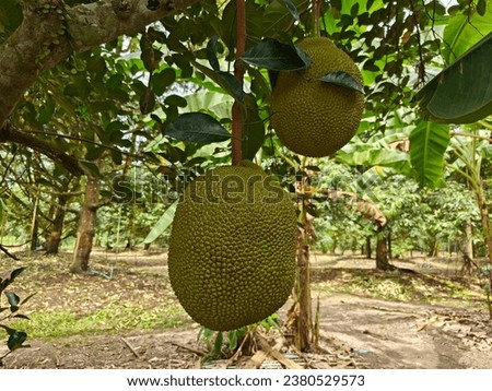 Green peeled jackfruit hanging from the tree  It's a tropical fruit. Grown in Southeast Asia The flesh inside has a sweet, fragrant taste and is yellow in color.The branches and trunk have white resin