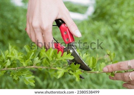A gardener trimming a lush green shrub in the garden with bright red secateurs. Royalty-Free Stock Photo #2380538499
