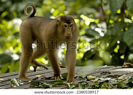 Northern Pig-tailed Macaque (Macaca leonina) at the Sepilok Orangutan Rehabilitation Centre. Sabah, North Borneo, Malaysia. Royalty-Free Stock Photo #2380538917