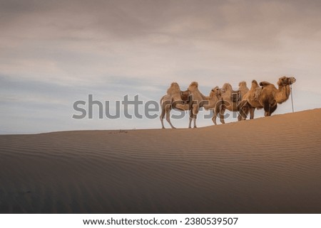 In China's Inner Mongolia, desert camel at sunset, Baotou, Inner Mongolia, China. Copy space for text