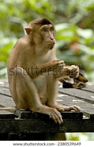 Northern Pig-tailed Macaque (Macaca leonina) at the Sepilok Orangutan Rehabilitation Centre. Sabah, North Borneo, Malaysia. Royalty-Free Stock Photo #2380539649