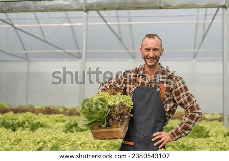 Happy male gardener with agricultural produce in the organic vegetable garden Carrying a box of greens or salad greens in the garden
