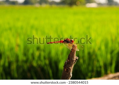 Dragonflies perched on cassava stems on the edge of the rice fields