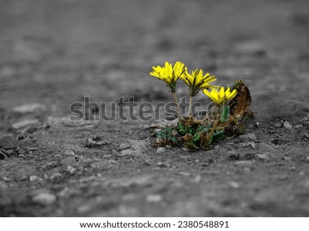 yellow flowers on black and white background